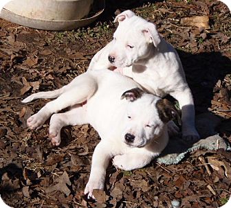 Labrador Retriever Mix Puppy for Sale in Manchester, Connecticut - AJAX IN MANCHESTER CT Labrador Retriever Mix Puppy for Sale in Manchester, Connecticut - AJAX IN MANCHESTER CT