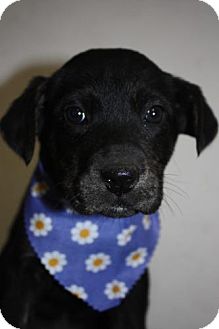 Plott Hound/Labrador Retriever Mix Puppy for Sale in Stilwell, Oklahoma - Daisy Plott Hound/Labrador Retriever Mix Puppy for Sale in Stilwell, Oklahoma - Daisy