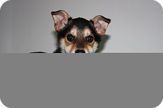 Shiba Inu/Australian Shepherd Mix Puppy for Sale in Stilwell, Oklahoma - Belle Shiba Inu/Australian Shepherd Mix Puppy for Sale in Stilwell, Oklahoma - Belle
