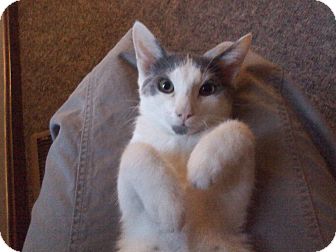 Domestic Mediumhair Cat for Sale in Salem, New Hampshire - Lilly Domestic Mediumhair Cat for Sale in Salem, New Hampshire - Lilly