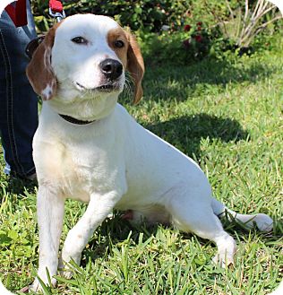 Hound (Unknown Type)/Springer Spaniel Mix Dog for Sale in Oldsmar, Florida - BUCKEYE Hound (Unknown Type)/Springer Spaniel Mix Dog for Sale in Oldsmar, Florida - BUCKEYE