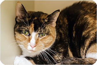 Calico Cat for Sale in Salem, New Hampshire - Patches Calico Cat for Sale in Salem, New Hampshire - Patches