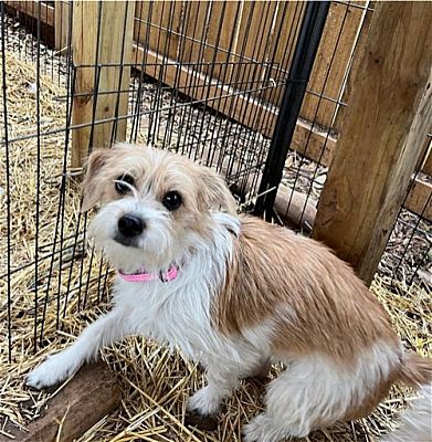 Bothell Wa Terrier Unknown Type Medium Terrier Unknown Type