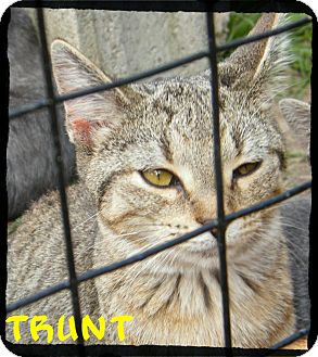 Domestic Shorthair Kitten for Sale in cumberland, Rhode Island - Trunt Domestic Shorthair Kitten for Sale in cumberland, Rhode Island - Trunt
