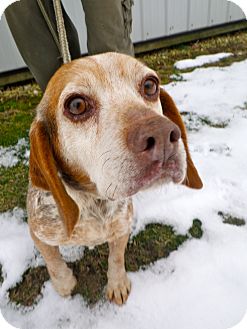Beagle/Pointer Mix Dog for Sale in Brookville, Indiana - Alana Beagle/Pointer Mix Dog for Sale in Brookville, Indiana - Alana