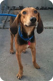 Black and Tan Coonhound Mix Dog for Sale in Schererville, Indiana - Bobby Black and Tan Coonhound Mix Dog for Sale in Schererville, Indiana - Bobby