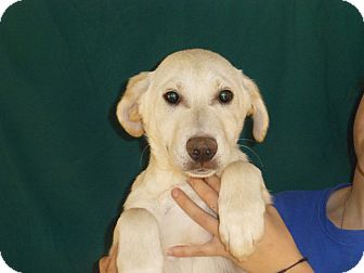 Golden Retriever/Labrador Retriever Mix Puppy for Sale in Oviedo, Florida - Cam Golden Retriever/Labrador Retriever Mix Puppy for Sale in Oviedo, Florida - Cam