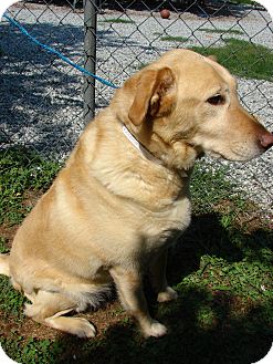 Labrador Retriever Mix Dog for Sale in Greensboro, North Carolina - Maggie Labrador Retriever Mix Dog for Sale in Greensboro, North Carolina - Maggie