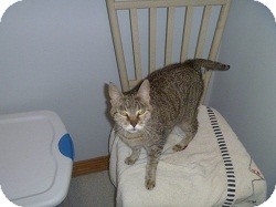 Domestic Shorthair Cat for Sale in Hamburg, New York - Lori Domestic Shorthair Cat for Sale in Hamburg, New York - Lori