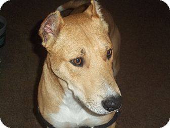 Collie Mix Dog for Sale in Conway, Arkansas - Spock Loves Kids! Collie Mix Dog for Sale in Conway, Arkansas - Spock Loves Kids!