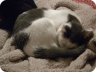 Domestic Shorthair Cat for Sale in Milliken, Colorado - Abby Domestic Shorthair Cat for Sale in Milliken, Colorado - Abby