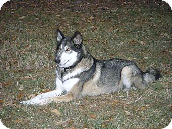 Siberian Husky Dog for Sale in Bellflower, California - Tundra Siberian Husky Dog for Sale in Bellflower, California - Tundra