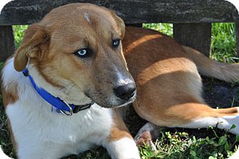Shepherd (Unknown Type)/Husky Mix Dog for Sale in Oldsmar, Florida - Tazer Shepherd (Unknown Type)/Husky Mix Dog for Sale in Oldsmar, Florida - Tazer