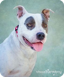 Staffordshire Bull Terrier Mix Dog for Sale in Phoenix, Arizona - TOBY Staffordshire Bull Terrier Mix Dog for Sale in Phoenix, Arizona - TOBY