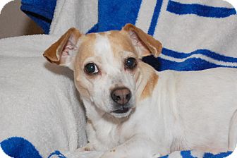 Chihuahua/Dachshund Mix Dog for Sale in London, Kentucky - Princess Chihuahua/Dachshund Mix Dog for Sale in London, Kentucky - Princess