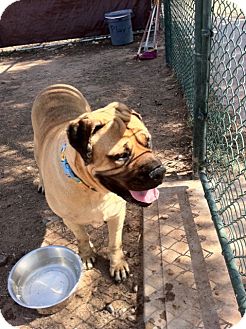 Bullmastiff Dog for Sale in Phoenix, Arizona - Ensign Bullmastiff Dog for Sale in Phoenix, Arizona - Ensign