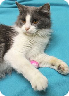 Domestic Longhair Cat for Sale in Chicago, Illinois - Lilo Domestic Longhair Cat for Sale in Chicago, Illinois - Lilo