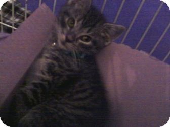 Domestic Shorthair Cat for Sale in Oceanside, New York - Dooley - Brother of Daphne Domestic Shorthair Cat for Sale in Oceanside, New York - Dooley - Brother of Daphne