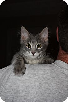 Domestic Mediumhair Cat for Sale in Union, Kentucky - Joseph Domestic Mediumhair Cat for Sale in Union, Kentucky - Joseph