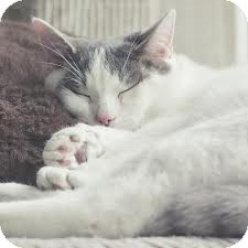 Domestic Shorthair Cat for Sale in Lancaster, Massachusetts - Johnny Domestic Shorthair Cat for Sale in Lancaster, Massachusetts - Johnny