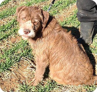 Terrier (Unknown Type, Medium)/Labrador Retriever Mix Dog for Sale in Russellville, Kentucky - Myra Terrier (Unknown Type, Medium)/Labrador Retriever Mix Dog for Sale in Russellville, Kentucky - Myra