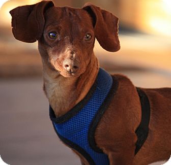 Dachshund Dog for Sale in Lake Havasu City, Arizona - Pixie Dachshund Dog for Sale in Lake Havasu City, Arizona - Pixie