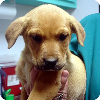 Labrador Retriever/Rottweiler Mix Puppy for Sale in hagerstown, Maryland - Bon-Bon Labrador Retriever/Rottweiler Mix Puppy for Sale in hagerstown, Maryland - Bon-Bon