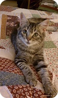 Domestic Mediumhair Kitten for Sale in San Jose, California - Desi Domestic Mediumhair Kitten for Sale in San Jose, California - Desi