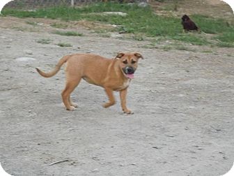 Shepherd (Unknown Type)/American Bulldog Mix Puppy for Sale in Clinton, Maine - Maple Shepherd (Unknown Type)/American Bulldog Mix Puppy for Sale in Clinton, Maine - Maple