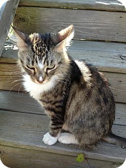 Domestic Mediumhair Cat for Sale in Braselton, Georgia - *Kittie Domestic Mediumhair Cat for Sale in Braselton, Georgia - *Kittie