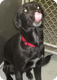Labrador Retriever Mix Dog for Sale in N. Berwick, Maine - Abby Labrador Retriever Mix Dog for Sale in N. Berwick, Maine - Abby