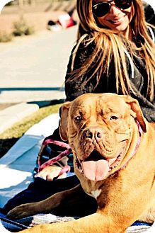 Dogue de Bordeaux Dog for Sale in Phoenix, Arizona - Ava Dogue de Bordeaux Dog for Sale in Phoenix, Arizona - Ava