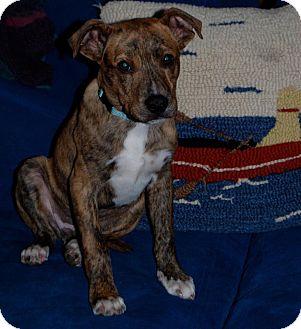 Mountain Cur Mix Puppy for Sale in Newtown, Connecticut - Jake Mountain Cur Mix Puppy for Sale in Newtown, Connecticut - Jake