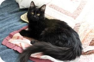 Domestic Longhair Kitten for Sale in Cleveland, Ohio - Juju Domestic Longhair Kitten for Sale in Cleveland, Ohio - Juju