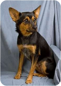 German Shepherd Dog Mix Dog for Sale in Anna, Illinois - SHILOH German Shepherd Dog Mix Dog for Sale in Anna, Illinois - SHILOH