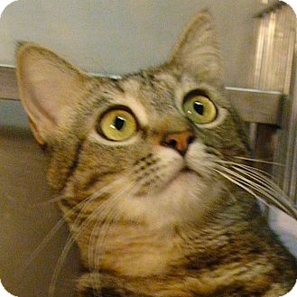 Domestic Shorthair Cat for Sale in El Cajon, California - Nala Domestic Shorthair Cat for Sale in El Cajon, California - Nala