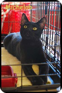 Domestic Shorthair Kitten for Sale in Merrifield, Virginia - Michelob Domestic Shorthair Kitten for Sale in Merrifield, Virginia - Michelob