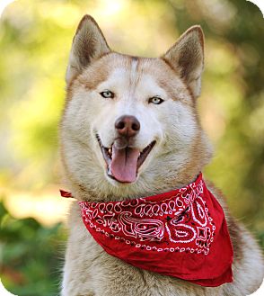 Siberian Husky Dog for Sale in Studio City, California - Handsome Husky - VIDEOS! Siberian Husky Dog for Sale in Studio City, California - Handsome Husky - VIDEOS!