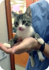 British Shorthair Kitten for Sale in Arlington, Texas - Tom British Shorthair Kitten for Sale in Arlington, Texas - Tom