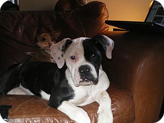 American Bulldog Puppy for Sale in Apex, North Carolina - Kelsey American Bulldog Puppy for Sale in Apex, North Carolina - Kelsey