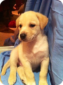 Hound (Unknown Type)/Husky Mix Puppy for Sale in Oldsmar, Florida - Opal Hound (Unknown Type)/Husky Mix Puppy for Sale in Oldsmar, Florida - Opal