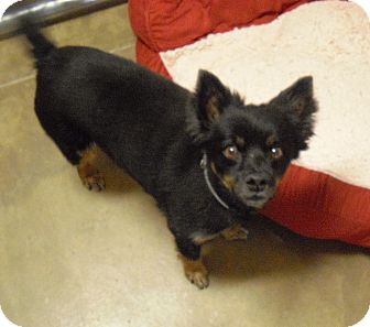Pomeranian Mix Dog for Sale in Wickenburg, Arizona - Zek Pomeranian Mix Dog for Sale in Wickenburg, Arizona - Zek