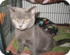 Domestic Shorthair Kitten for Sale in Shelton, Washington - Ula Domestic Shorthair Kitten for Sale in Shelton, Washington - Ula