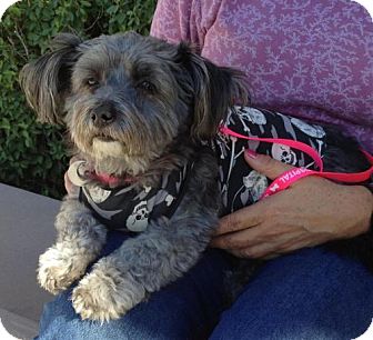 Yorkie, Yorkshire Terrier/Poodle (Miniature) Mix Dog for Sale in Chandler, Arizona - Elvis Yorkie, Yorkshire Terrier/Poodle (Miniature) Mix Dog for Sale in Chandler, Arizona - Elvis