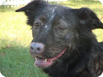 Australian Shepherd Mix Dog for Sale in Gainesville, Florida - Blue Belle Australian Shepherd Mix Dog for Sale in Gainesville, Florida - Blue Belle