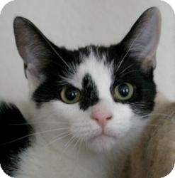 Domestic Shorthair Cat for Sale in Sacramento, California - Ella Domestic Shorthair Cat for Sale in Sacramento, California - Ella