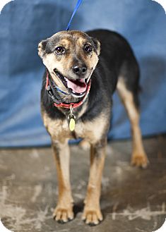 Shepherd (Unknown Type) Mix Dog for Sale in Westminster, Colorado - Jewel Shepherd (Unknown Type) Mix Dog for Sale in Westminster, Colorado - Jewel