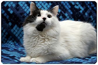 Domestic Mediumhair Cat for Sale in Sterling Heights, Michigan - Squiggy - ADOPTED! Domestic Mediumhair Cat for Sale in Sterling Heights, Michigan - Squiggy - ADOPTED!