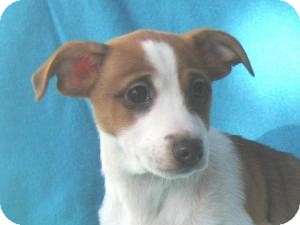 Corgi/Terrier (Unknown Type, Small) Mix Puppy for Sale in Sussex, New Jersey - Sparky Corgi/Terrier (Unknown Type, Small) Mix Puppy for Sale in Sussex, New Jersey - Sparky