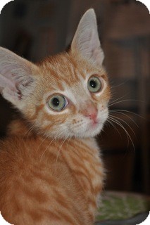 Domestic Shorthair Kitten for Sale in La Canada Flintridge, California - Champ Domestic Shorthair Kitten for Sale in La Canada Flintridge, California - Champ